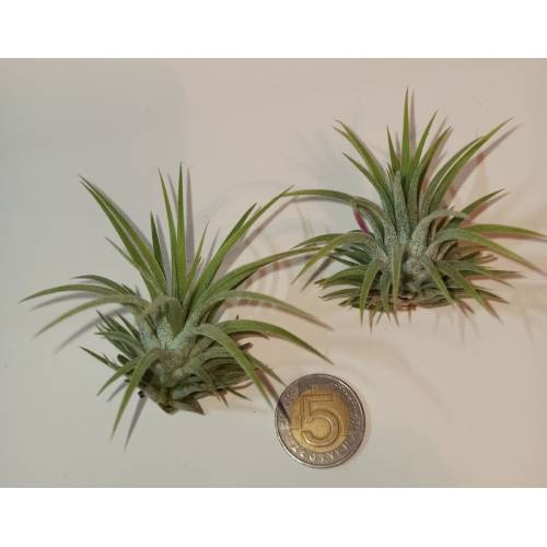 Tillandsia Ionatha Rubra 1szt
